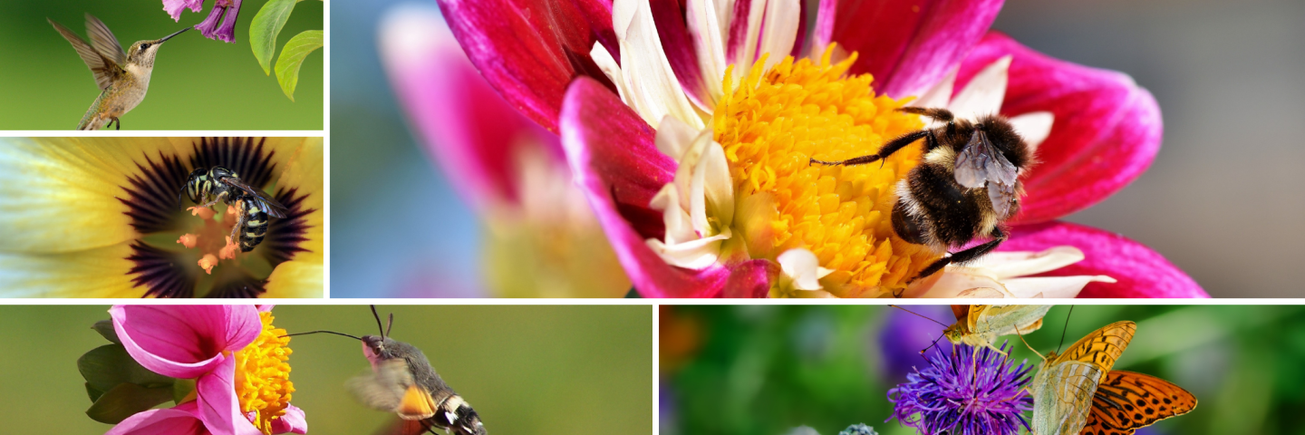 A collage of different types of pollinators. 