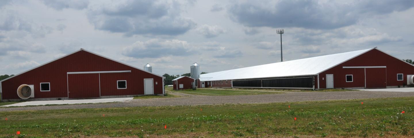 Poultry operation in Delaware
