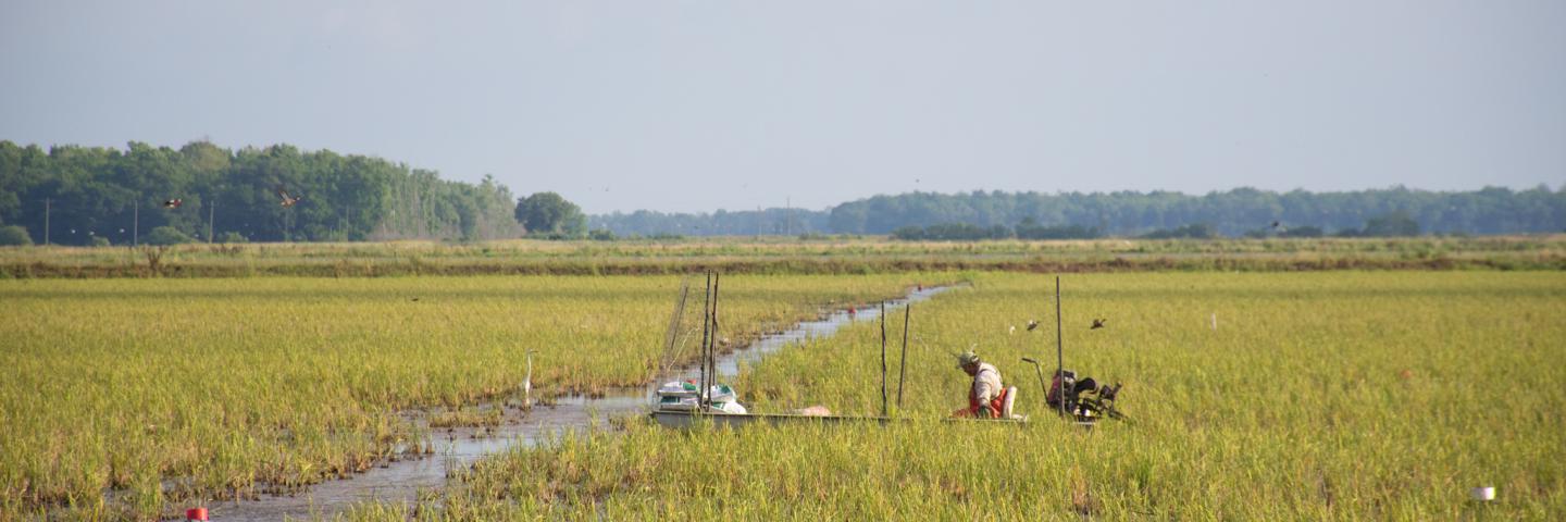 Rice field with crawfishing boat