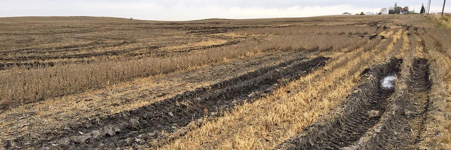 Ruts created by heavy machinery on wet soils following harvest.