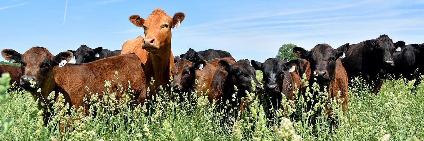 Cattle graze pasture in Davis County, Iowa.
