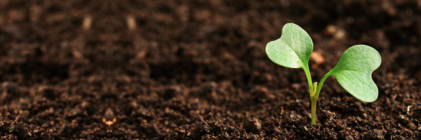 Soil Health, seedling