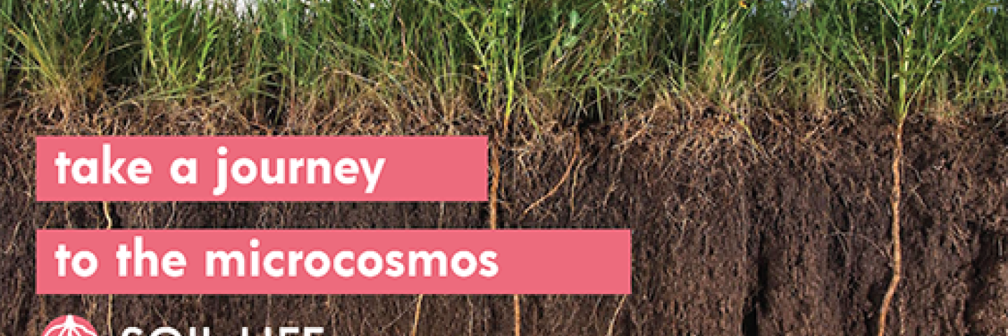 Soil Life-Take a journey to the microcosmos