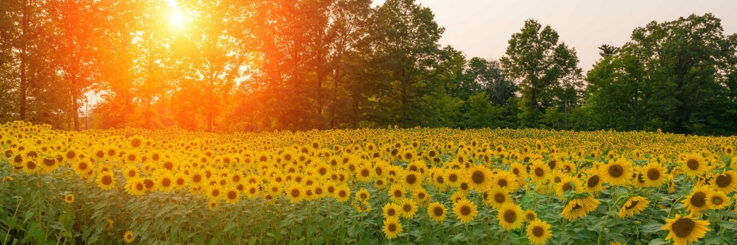 A field of sunflowers during sunrise.