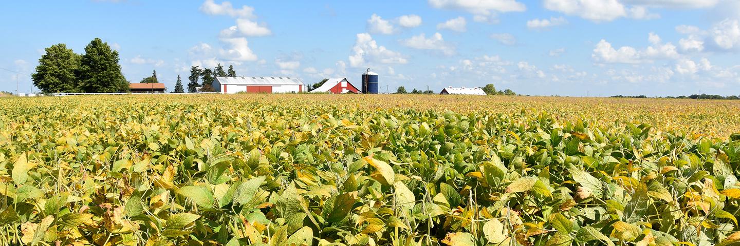 Soybeans begin to yellow as fall harvest is around the corn on this Clarke County, Iowa farm.