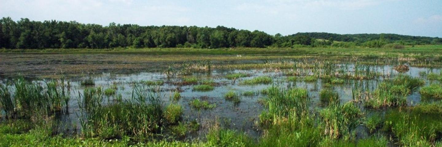 Wetlands photo
