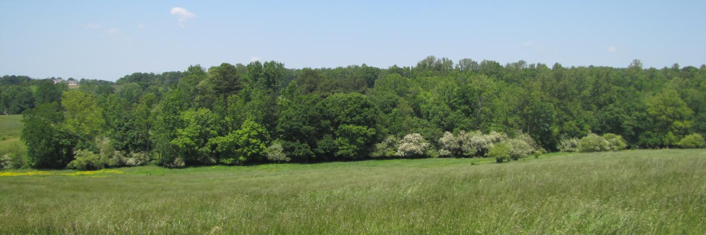 Green grass pasture with rolling hill in background