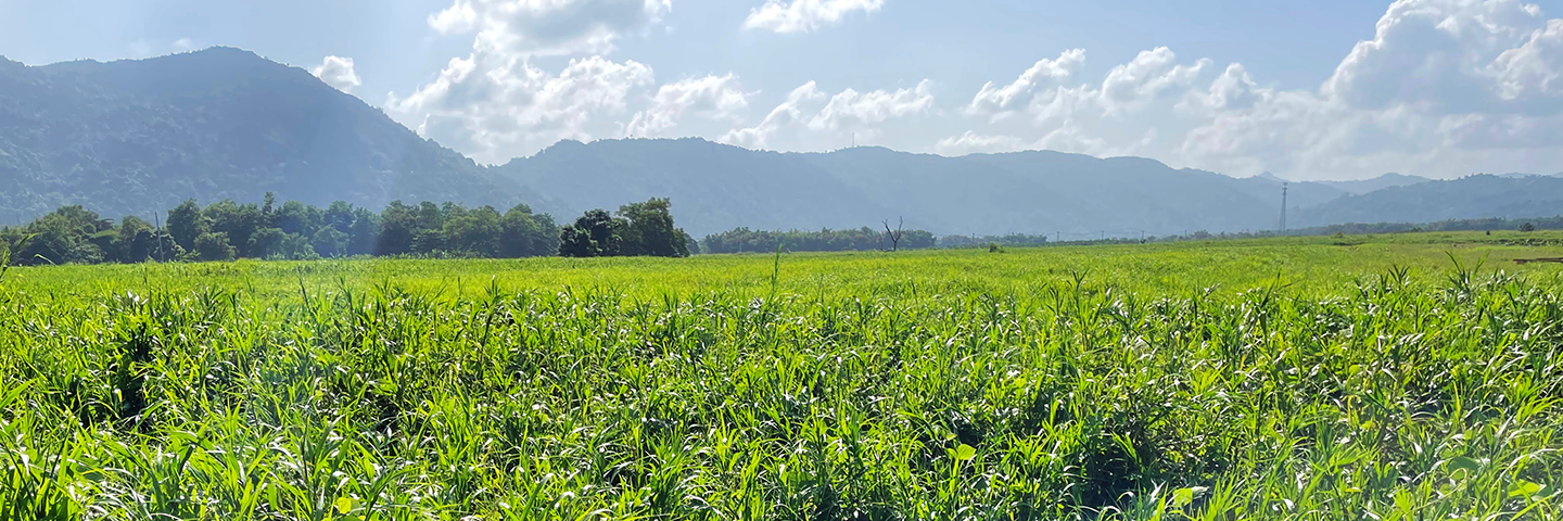 NRCS Caribbean Engineers and Soil Scientists conduct soil sampling in the Yabucoa Agricultural Reserve as part of the RCPP project in April 2021.