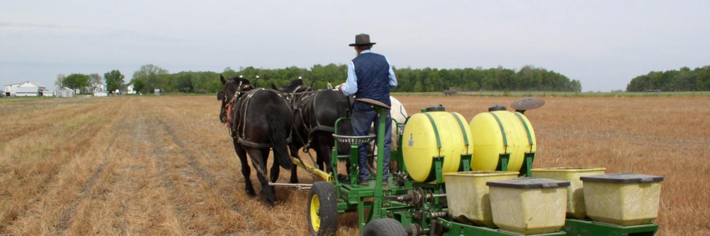 An Amish farmer plants using no-till