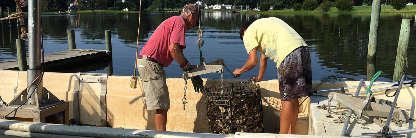 Virginia watermen loading spat on shell into their boat