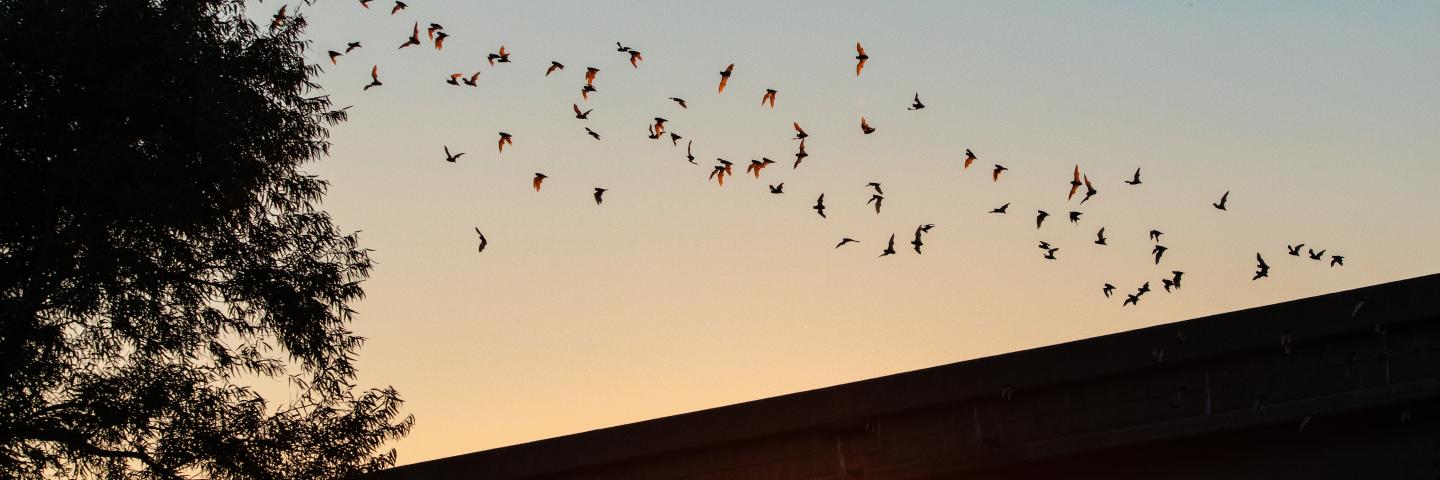bats flying over a building in front of a sunset