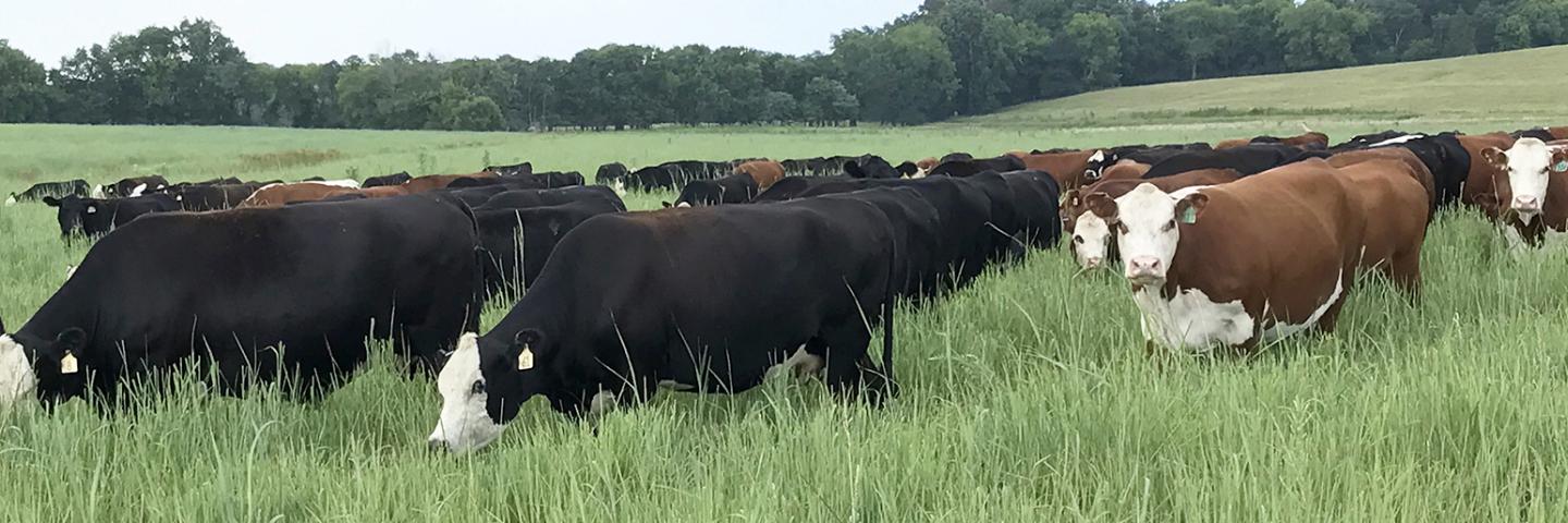 Cattle grazing in a Virginia pasture