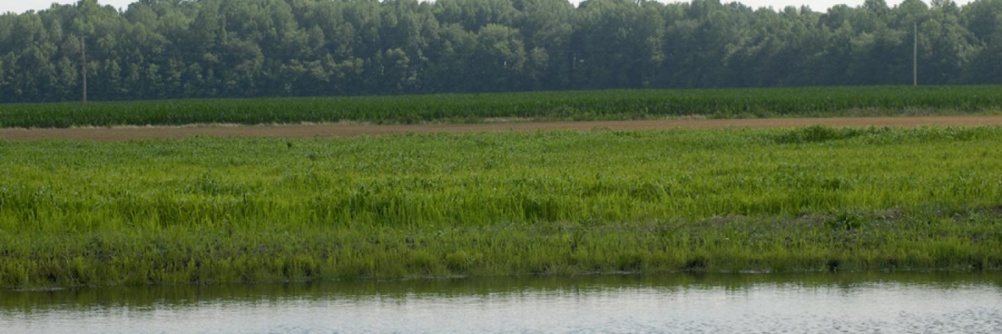 Crop field with buffers in Delaware