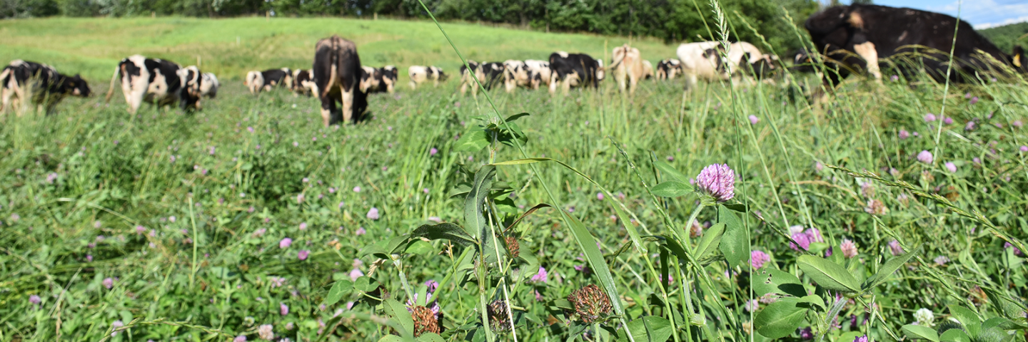 Cattle grazing cover crops.