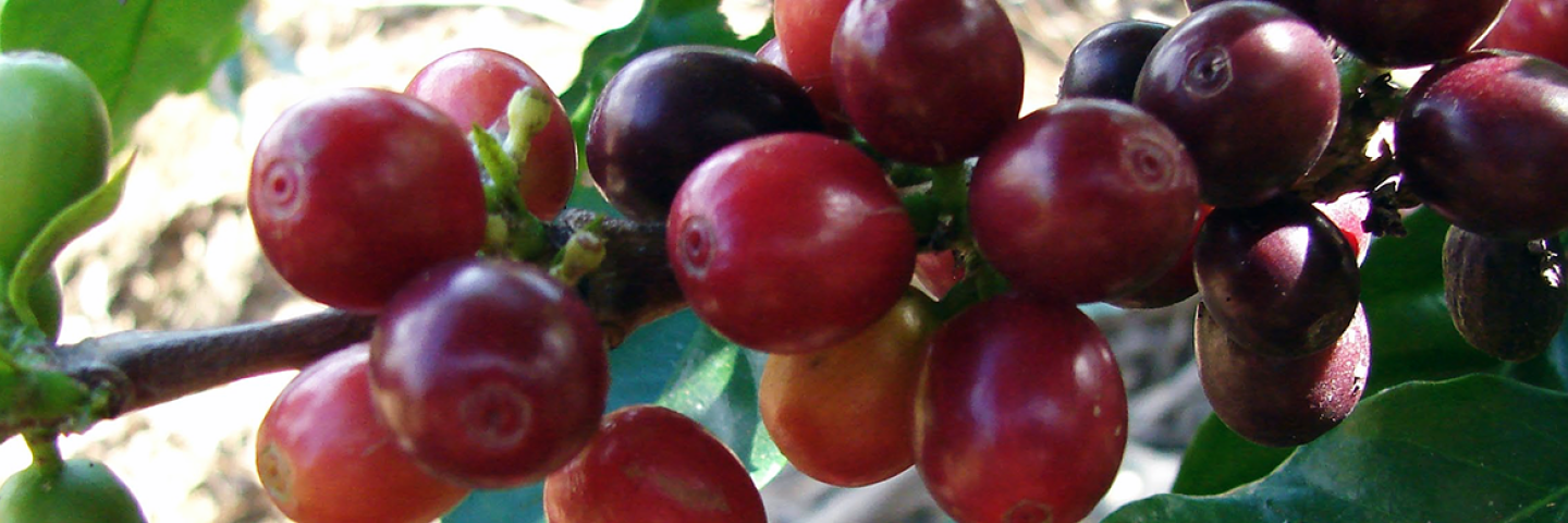 Close up view of ripe coffee berries on the tree in Puerto Rico.