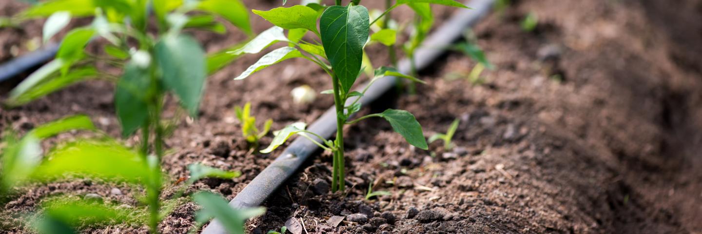 A picture of a drip irrigation system with pepper plants started to grow. 