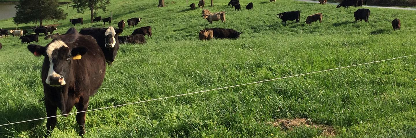 EQIP Header, cattle grazing in a field