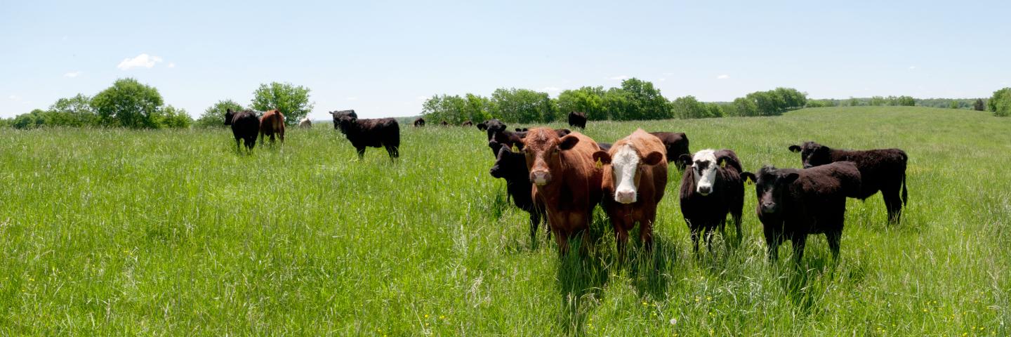 Cows stand in a field