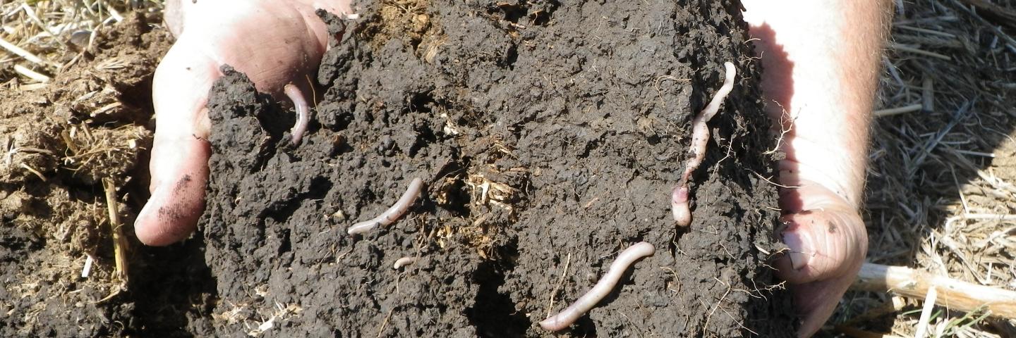 Soils Health, worms