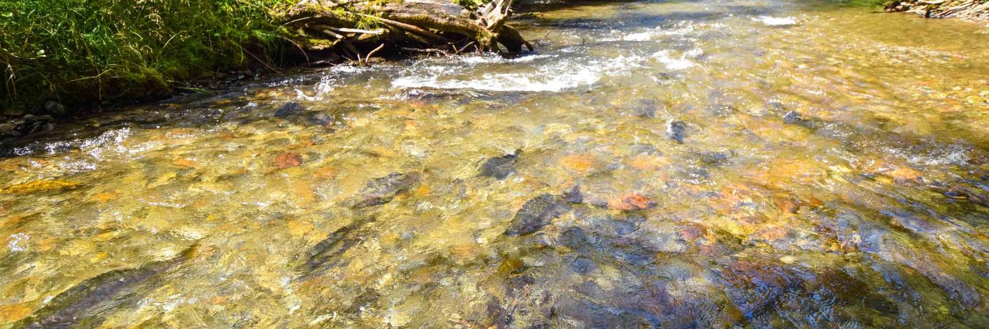 Pink salmon swimming in Alaska waters by Bethany S Goodrich.jpg