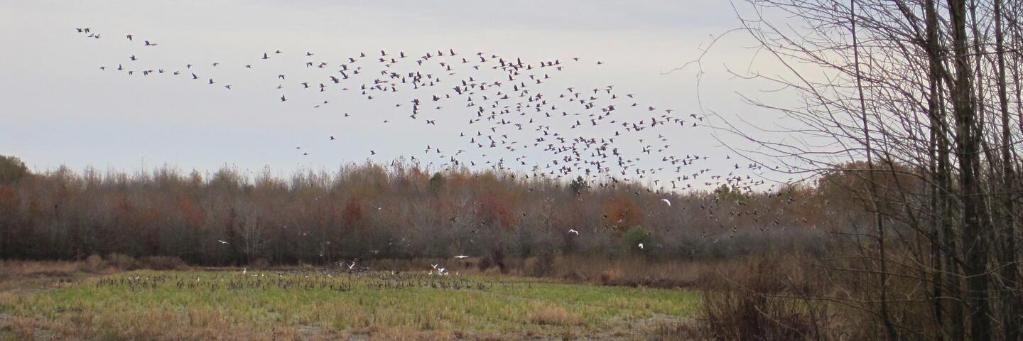 wetland photo for ACEP WRE