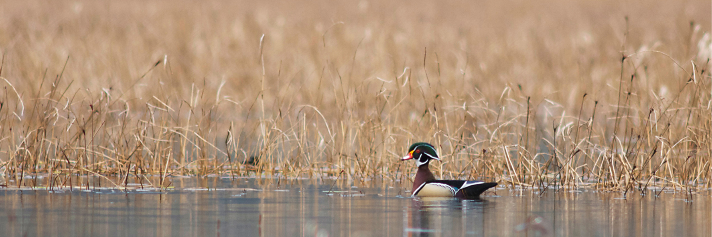 wood duck swimming in wetland