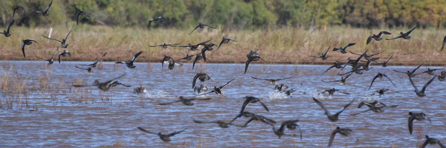 Blue Teal at Wetland in Noble County