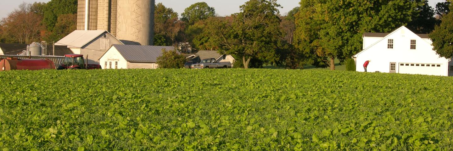 A field covered with cover crops with farm buildings in the background. 