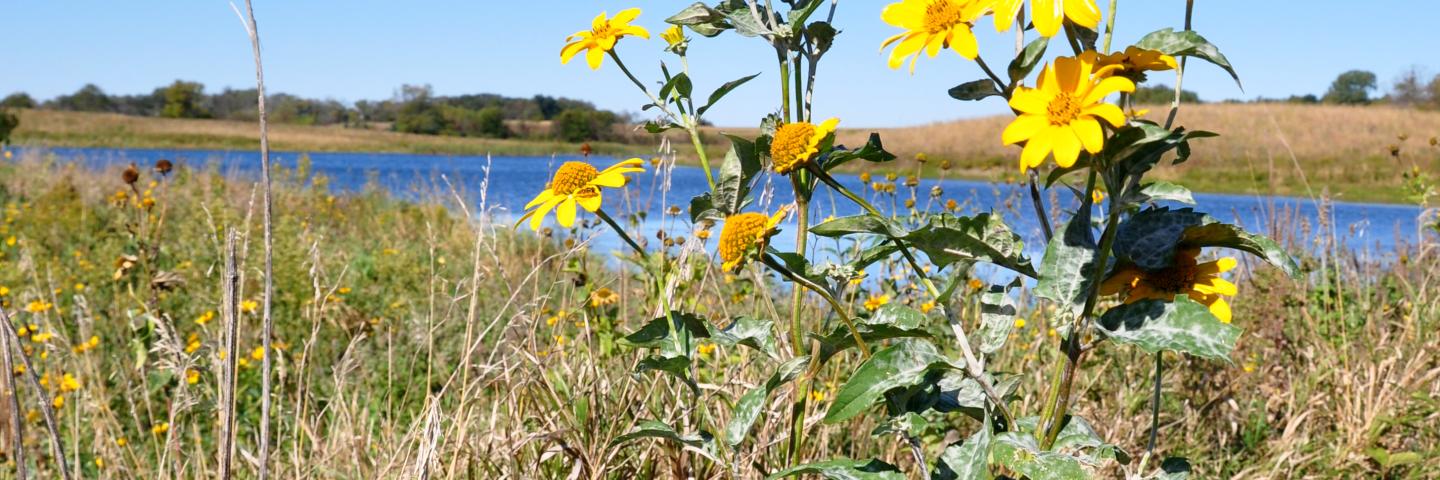 A permanent wetland easement in Hancock County, Iowa.