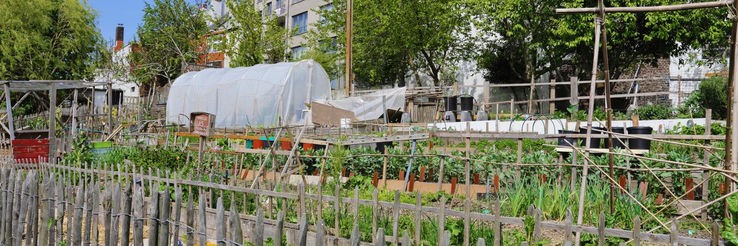 Urban Agriculture garden