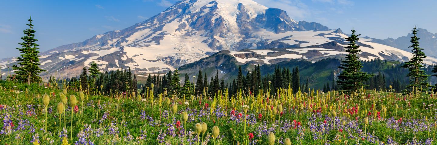 Mount Rainier Paradise in full bloom