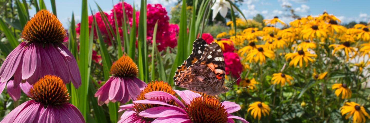 Pollinator Plot