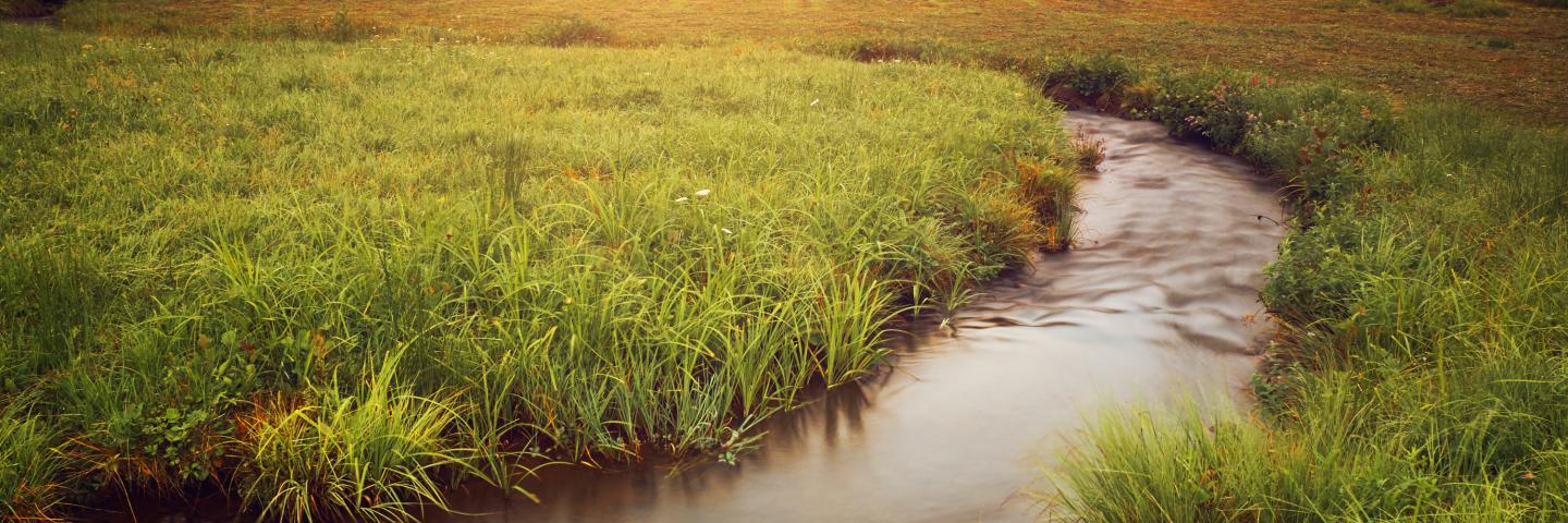 A stream and grass in Alaska