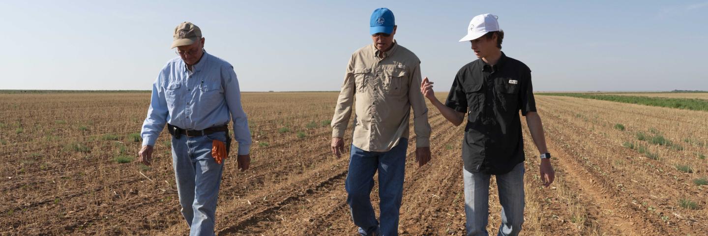 David and Anthony Albus walking in one of their dryland fields in Hockley County, Texas.