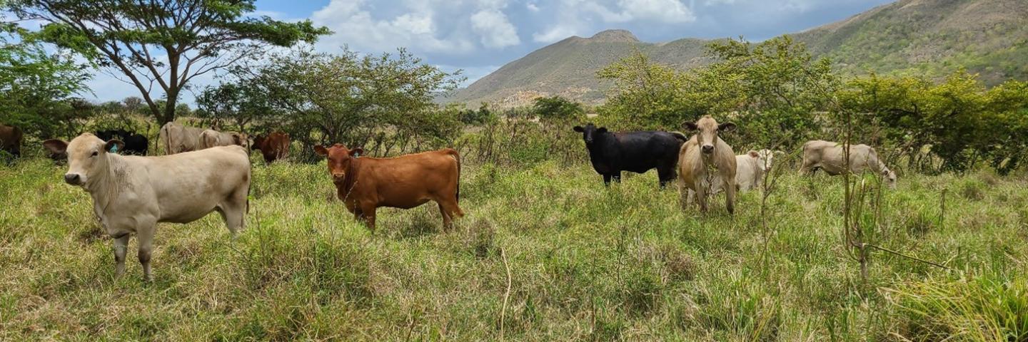 Beef cattle operation (Charolais, Brangus and Black Angus) in Salinas, PR. 