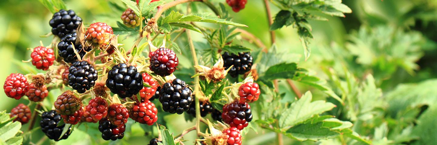 Blackberries