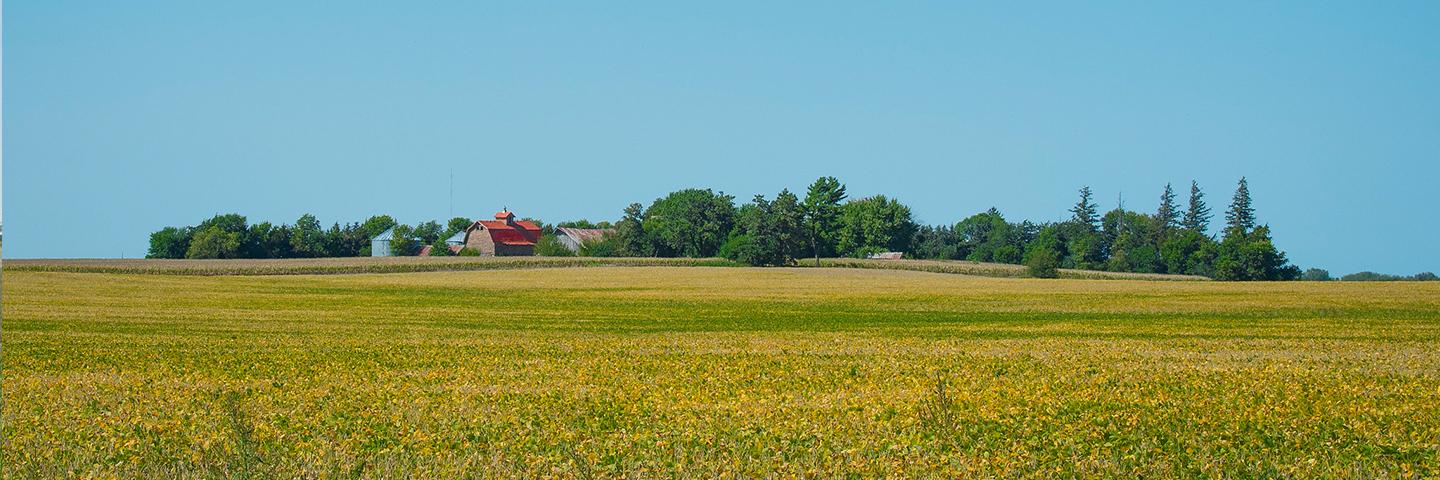 A field with soybeans in the foreground, a farmstead with trees in the background, and cloudy blue skies above.