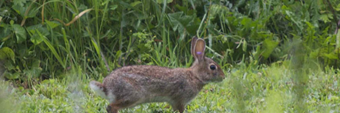 Photo of a New England Cottontail bunny near bushes.