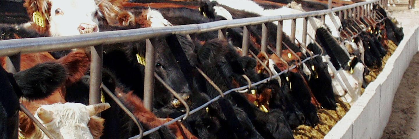Confined Animal Feeding Operation_COWS