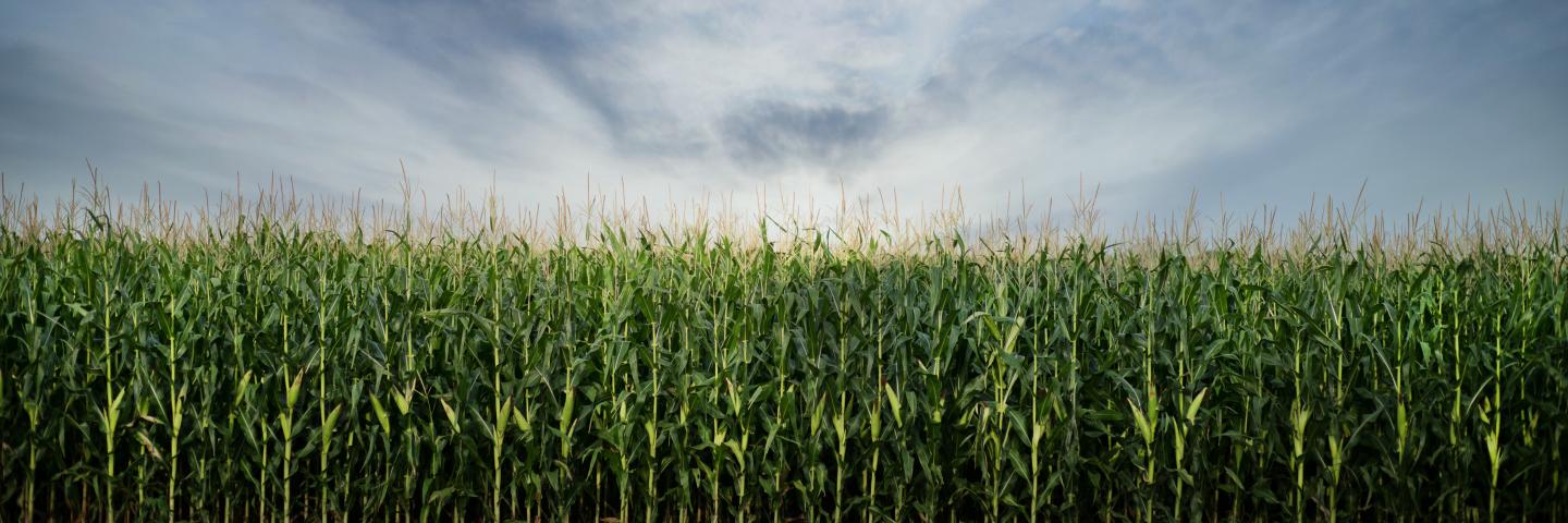 Cropland