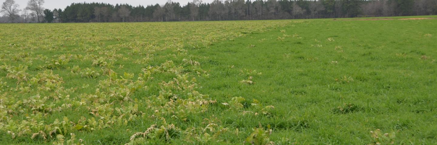 Cover Crop with raddishes on a Florida farm.