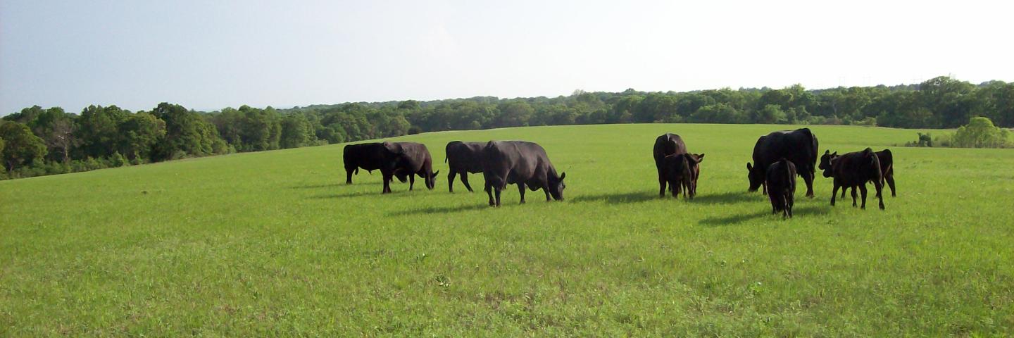 Cows in pasture feeding on grass