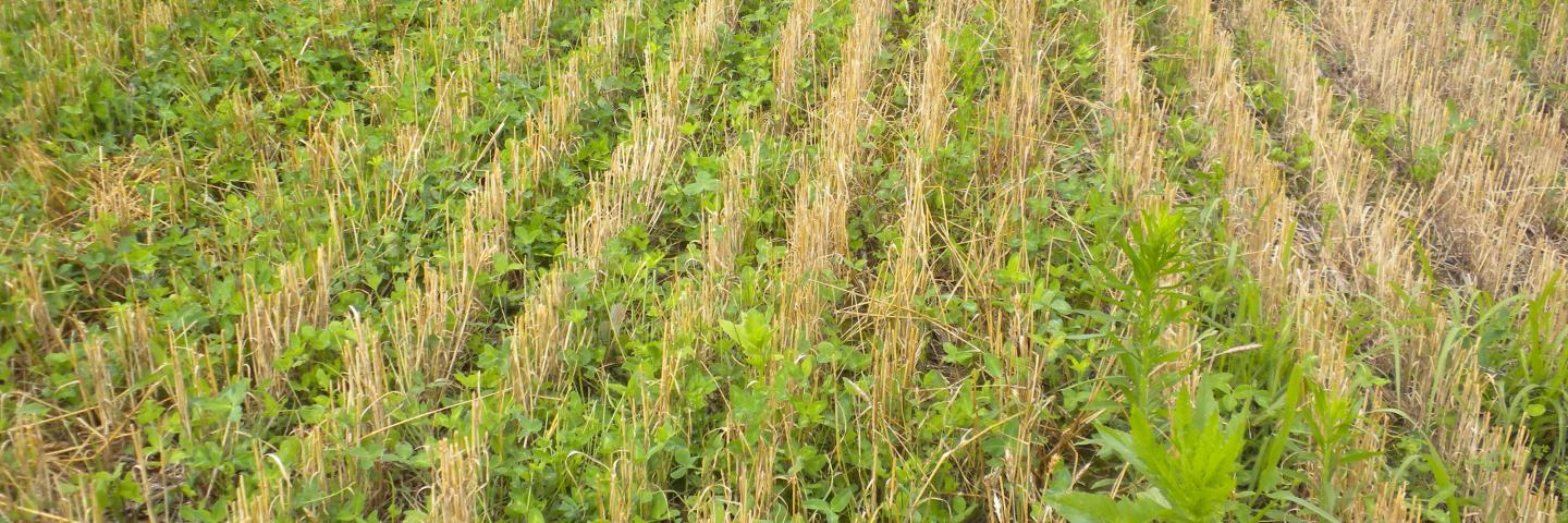 Crops planted with a no-till planter.