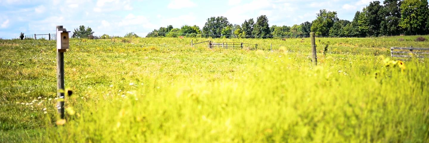 Grazing Operations