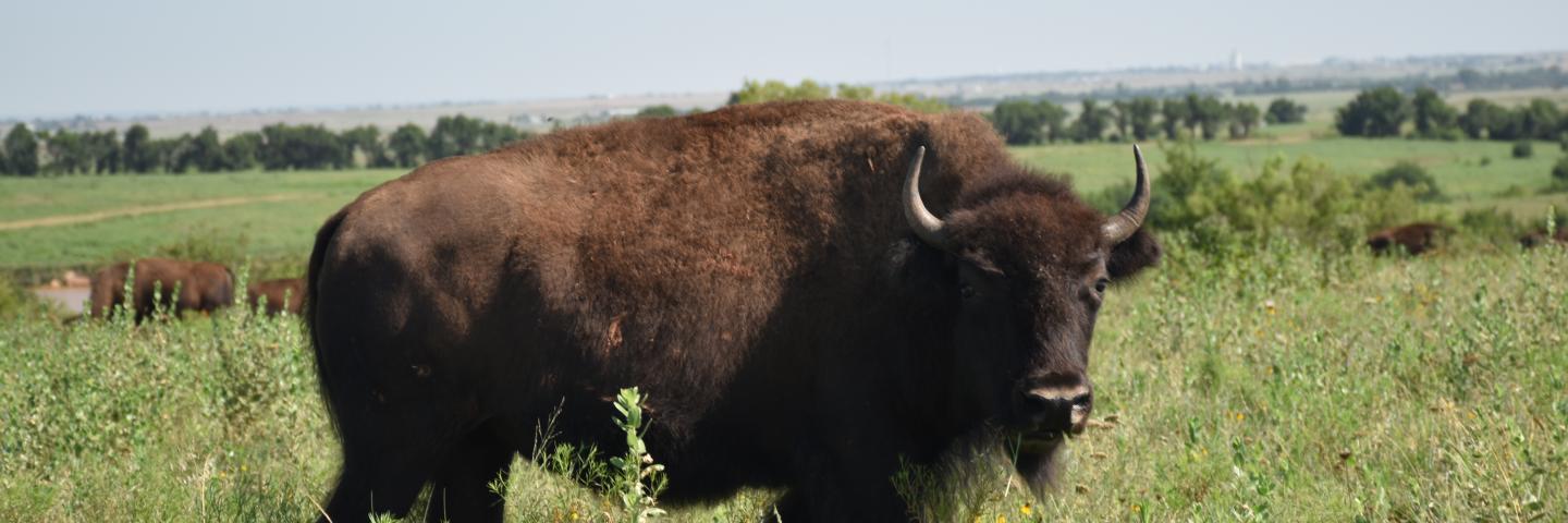 Buffalo at Cheyenne Arapaho Farm Oklahoma