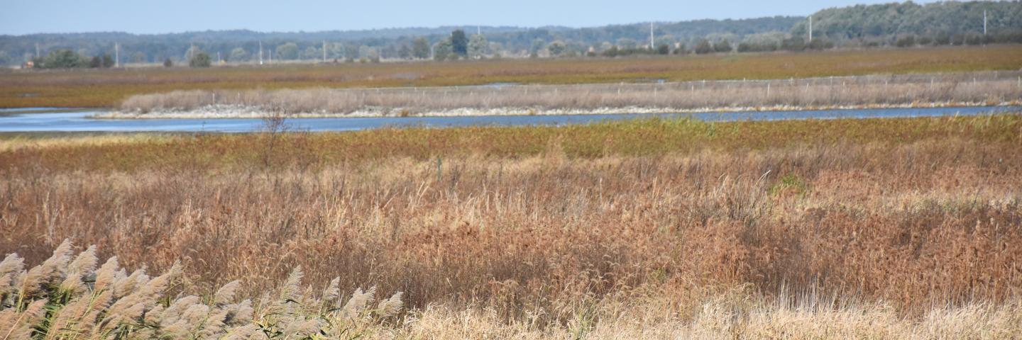 Goose Pond
