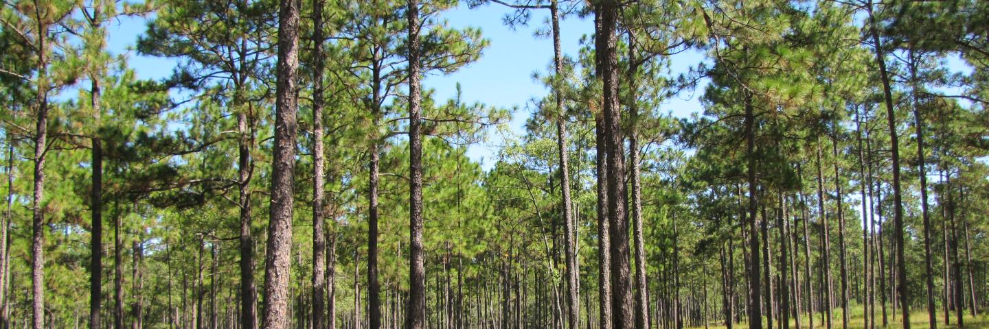 Picture of a mature longleaf pine trees with native wiregrass understory.