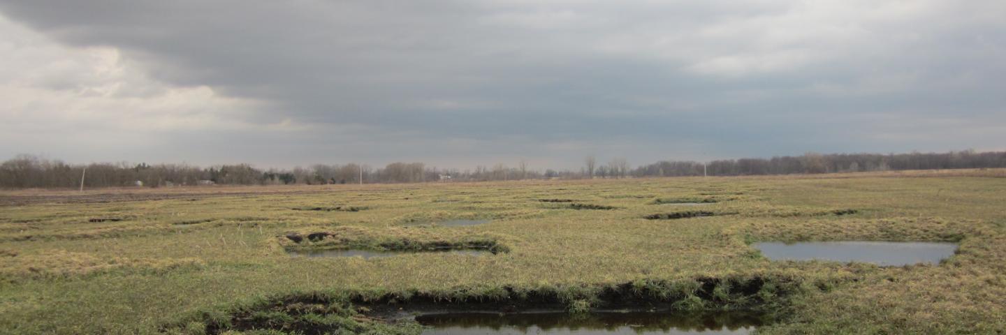 Restored wetland in Eaton County.