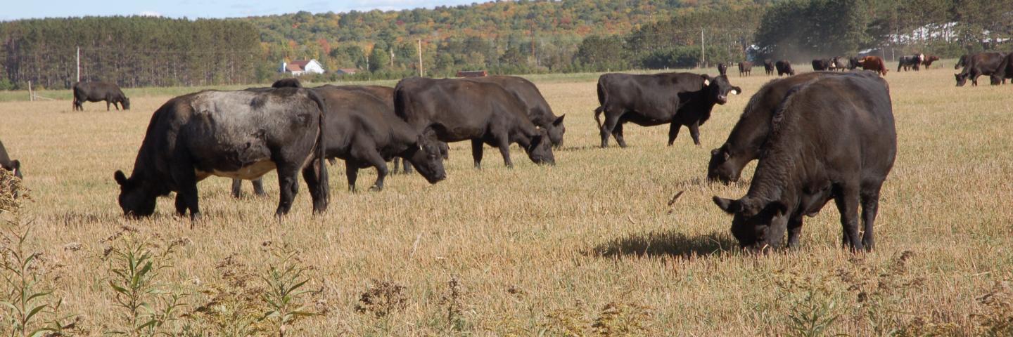 Beef cattle grazing on pasture in Iron County