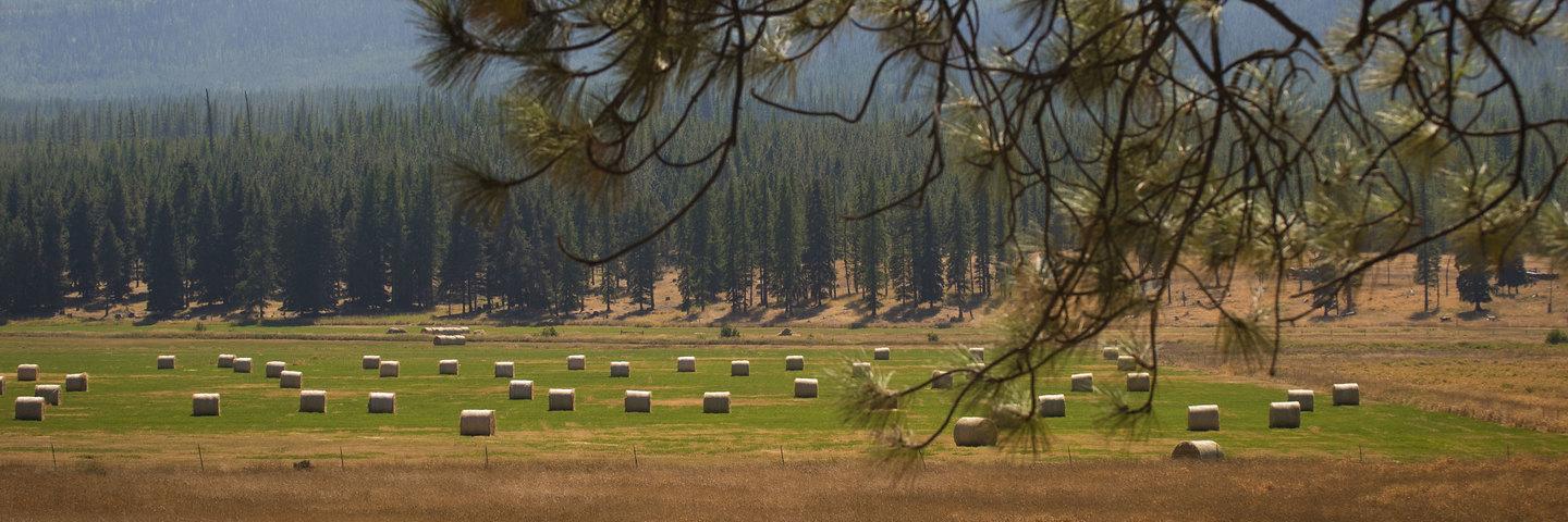 Haybales in a valley surrounded by conifer-covered hills, Flathead County, Montana